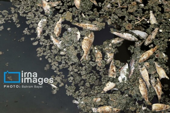 «دریاچه پری» در آستانه خشکی کامل/ عکاس: بهرام بیات