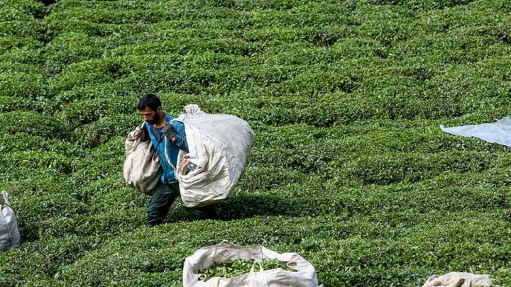 ۶۴ درصد از مطالبات چایکاران کشور پرداخت شد