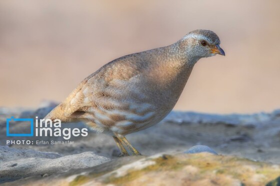 دنیای پرندگان