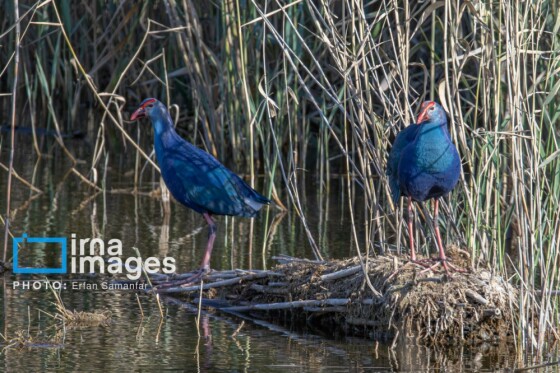 دنیای پرندگان