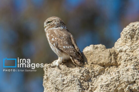 دنیای پرندگان
