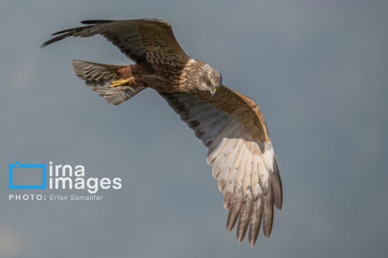 دنیای پرندگان