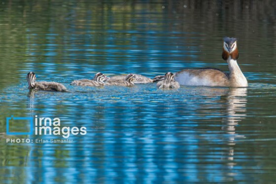 دنیای پرندگان