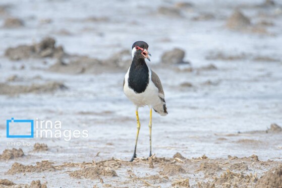 دنیای پرندگان