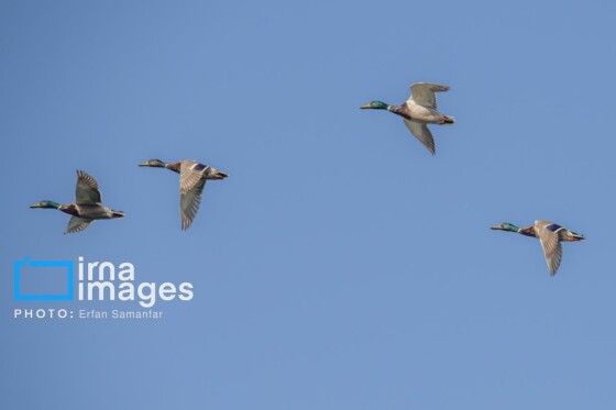 دنیای پرندگان