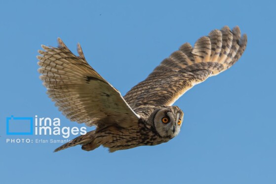 دنیای پرندگان