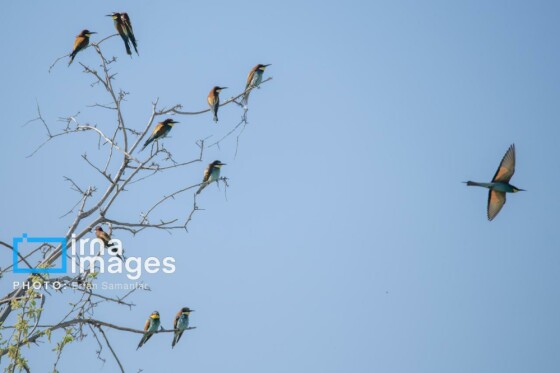 دنیای پرندگان