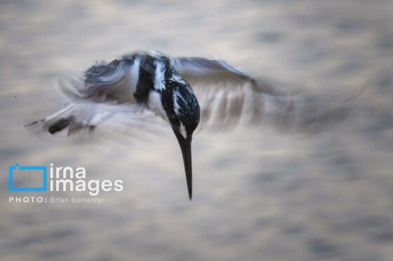دنیای پرندگان