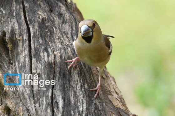 دنیای پرندگان