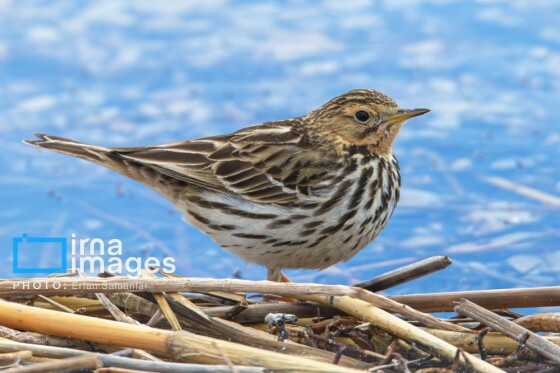 دنیای پرندگان