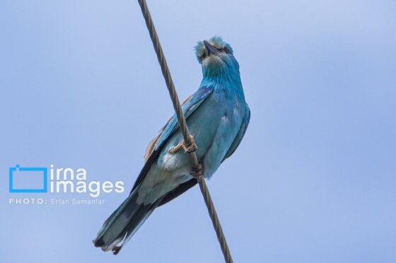 دنیای پرندگان