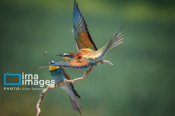 دنیای پرندگان