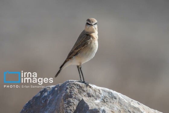 دنیای پرندگان
