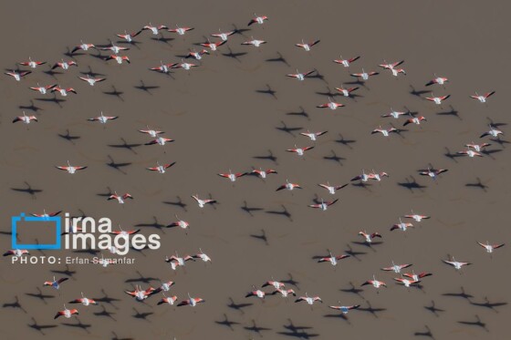 دنیای پرندگان