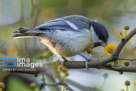 دنیای پرندگان