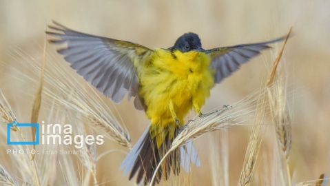 گزارش تصویری/دنیای پرندگان
