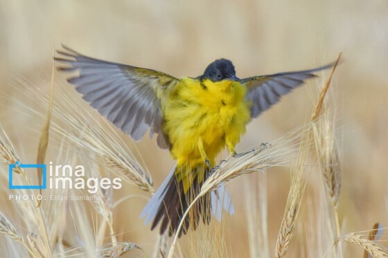 دنیای پرندگان