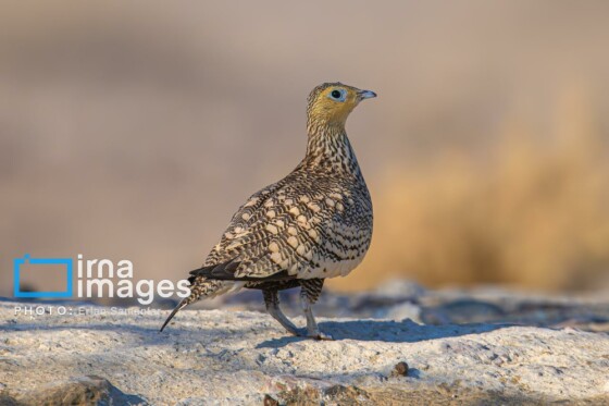 دنیای پرندگان
