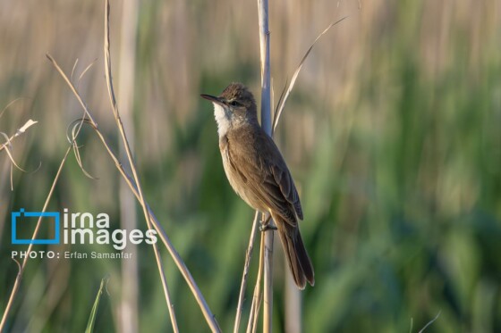 دنیای پرندگان