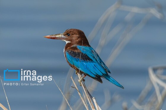 دنیای پرندگان