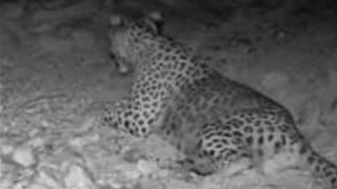 کشف لاشه پلنگ ماده نابالغ در چمستان/ جمجمه حیوان شکسته بود