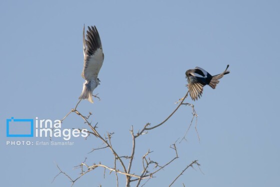 دنیای پرندگان