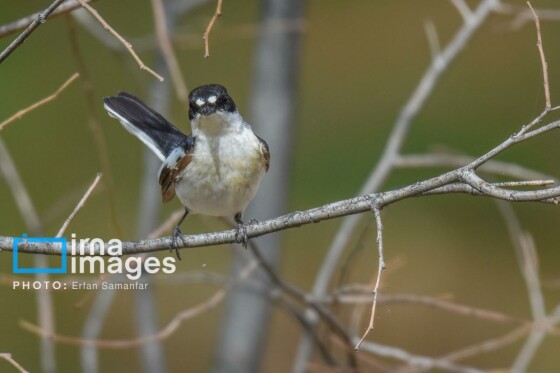 دنیای پرندگان