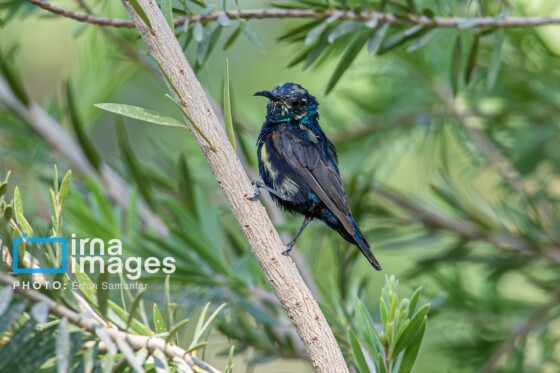 دنیای پرندگان