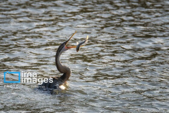 دنیای پرندگان
