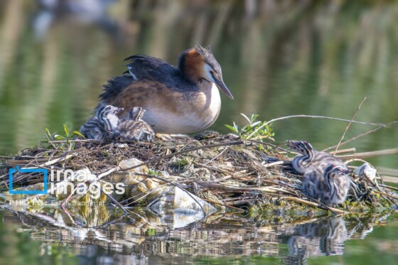 دنیای پرندگان