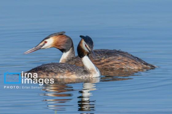 دنیای پرندگان
