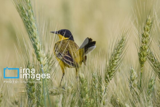 دنیای پرندگان