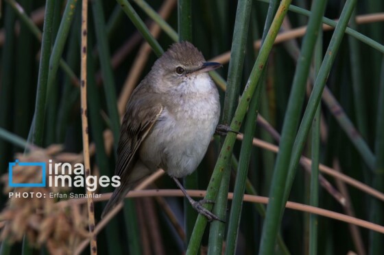 دنیای پرندگان