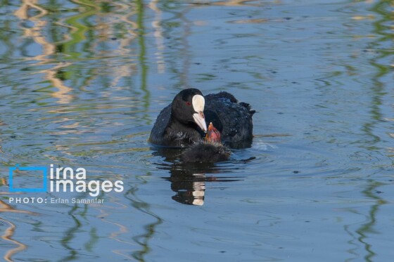 دنیای پرندگان