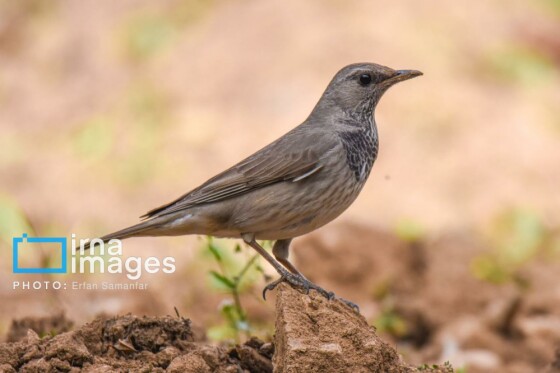 دنیای پرندگان