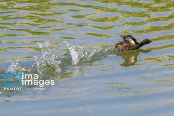 دنیای پرندگان
