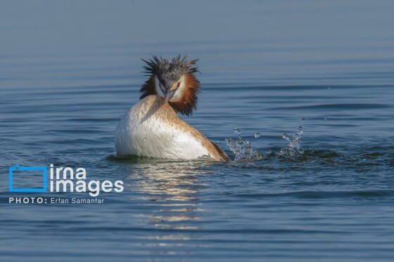 دنیای پرندگان