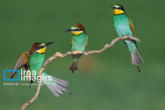 دنیای پرندگان