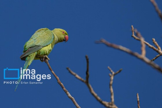 دنیای پرندگان