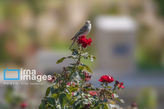 دنیای پرندگان