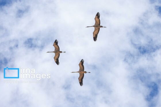 دنیای پرندگان