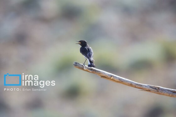 دنیای پرندگان