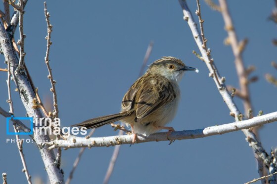 دنیای پرندگان