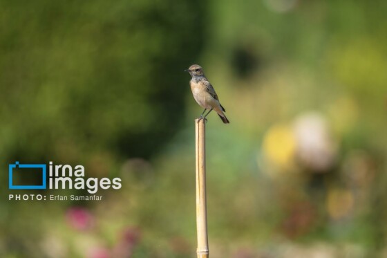 دنیای پرندگان