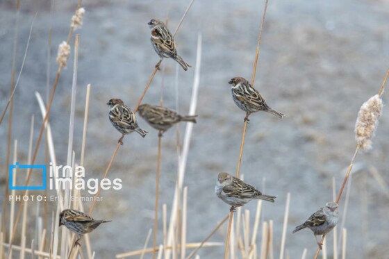دنیای پرندگان