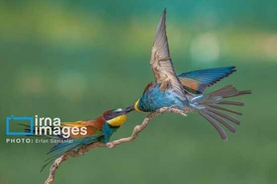 دنیای پرندگان