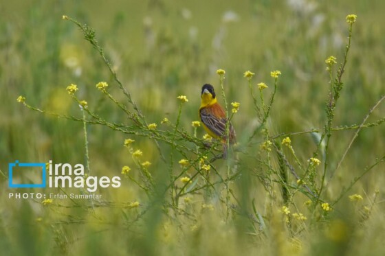 دنیای پرندگان