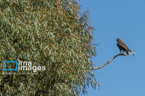 دنیای پرندگان