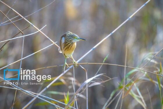 دنیای پرندگان