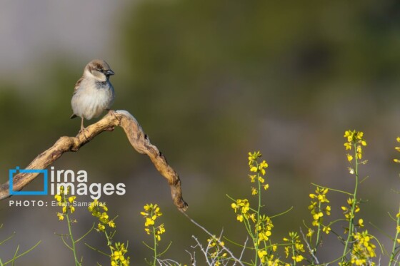 دنیای پرندگان